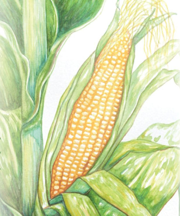 Sweet Corn - Golden Bantam 12-Row Improved - Sow True Seed