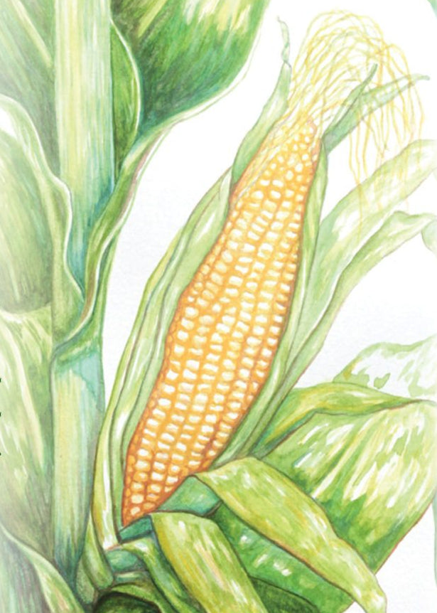 Sweet Corn - Golden Bantam 12-Row Improved - Sow True Seed