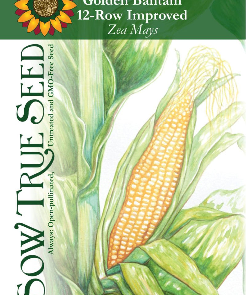 Sweet Corn - Golden Bantam 12-Row Improved - Sow True Seed