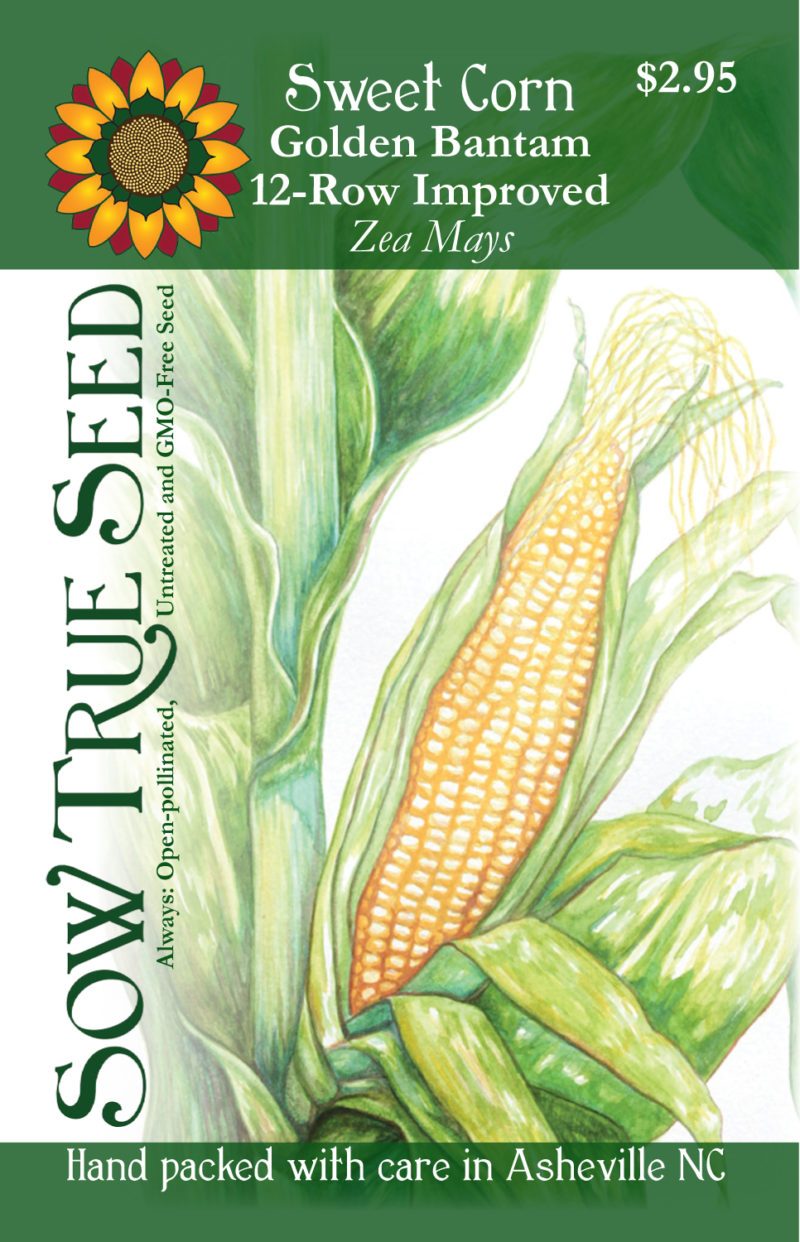 Sweet Corn - Golden Bantam 12-Row Improved - Sow True Seed
