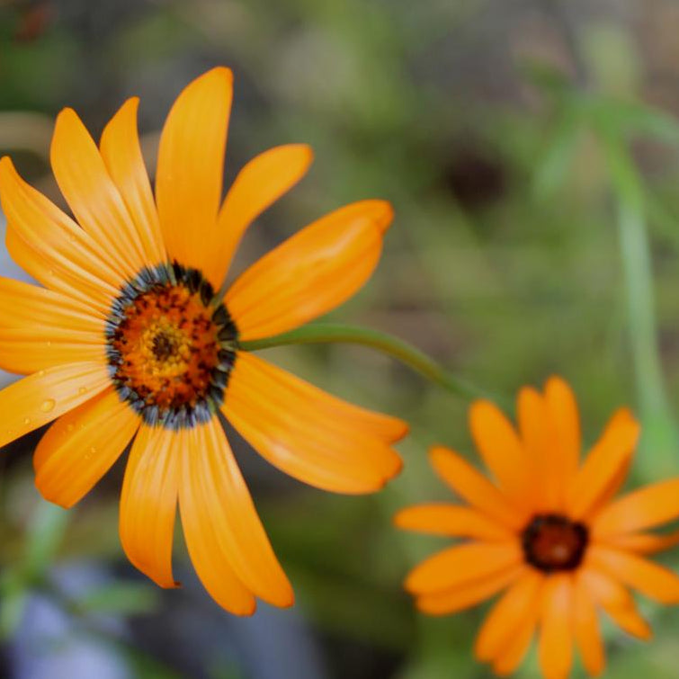 Daisy Seeds - African Flake - Sow True Seed