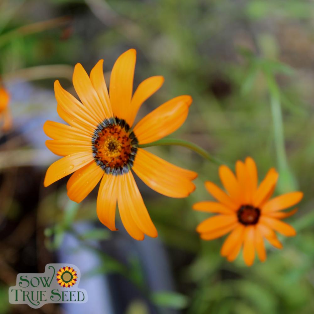 Daisy Seeds - African Flake - Sow True Seed