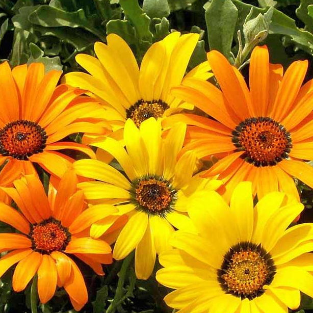 Daisy Seeds - African Flake - Sow True Seed