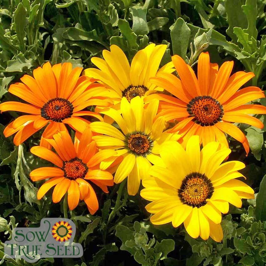 Daisy Seeds - African Flake - Sow True Seed
