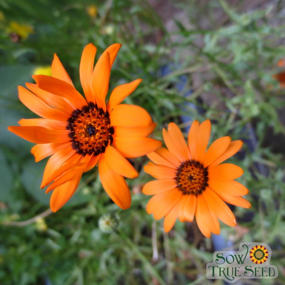 Daisy Seeds - African Flake - Sow True Seed