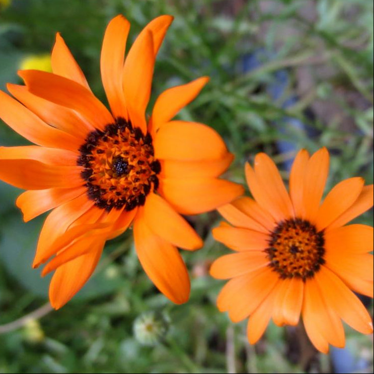 Daisy Seeds - African Flake - Sow True Seed