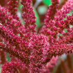 Amaranth Seeds - Love Lies Bleeding - Sow True Seed
