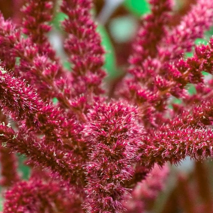 Amaranth Seeds - Love Lies Bleeding - Sow True Seed