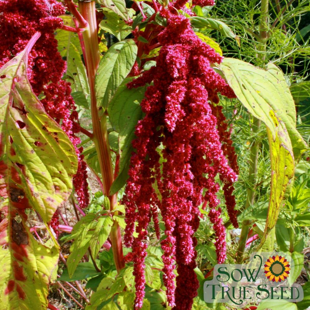 Amaranth Seeds - Love Lies Bleeding - Sow True Seed