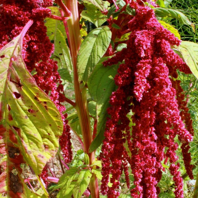Amaranth Seeds - Love Lies Bleeding - Sow True Seed