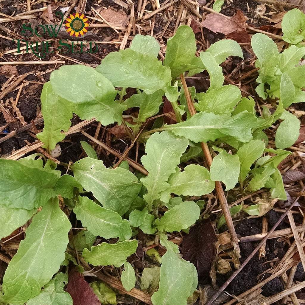 Arugula Seeds - Arugula, ORGANIC - Sow True Seed