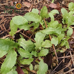 Arugula Seeds - Arugula, ORGANIC - Sow True Seed