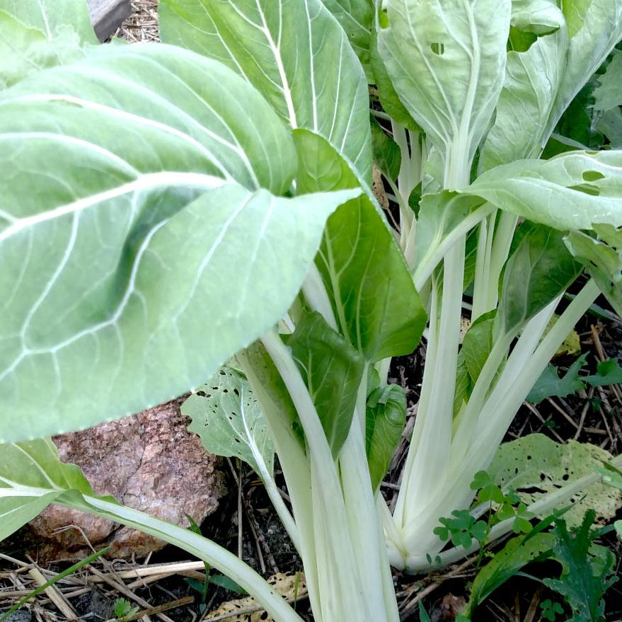Asian Greens Seeds - Pak Choi - Sow True Seed