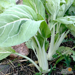 Asian Greens Seeds - Pak Choi - Sow True Seed