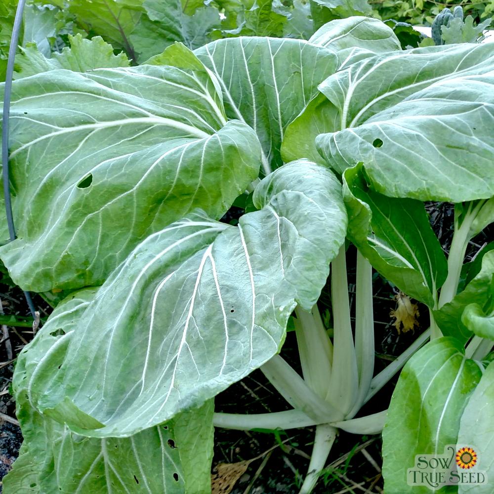 Asian Greens Seeds - Pak Choi - Sow True Seed