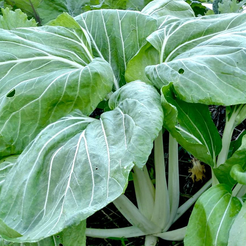 Asian Greens Seeds - Pak Choi - Sow True Seed
