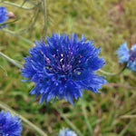 Bachelor Button Seeds - Tall Blue - Sow True Seed