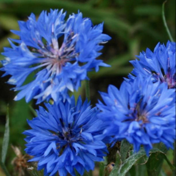 Bachelor Button Seeds - Tall Blue - Sow True Seed