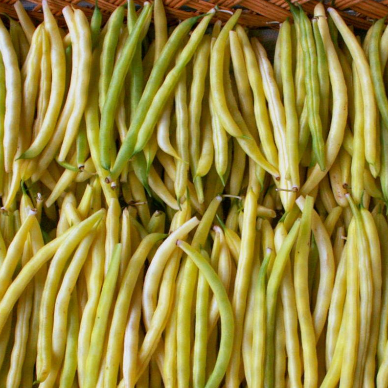 Bush Bean - Cherokee Wax - Sow True Seed