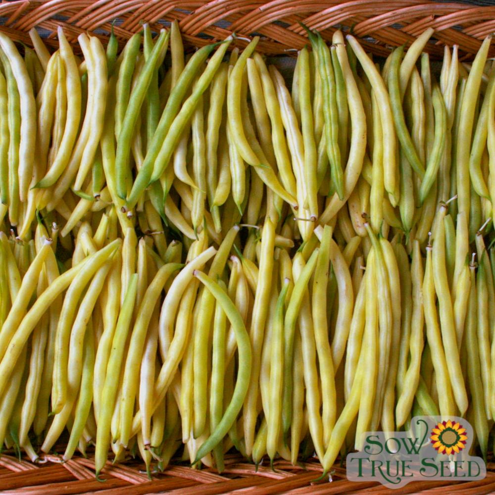 Bush Bean - Cherokee Wax - Sow True Seed