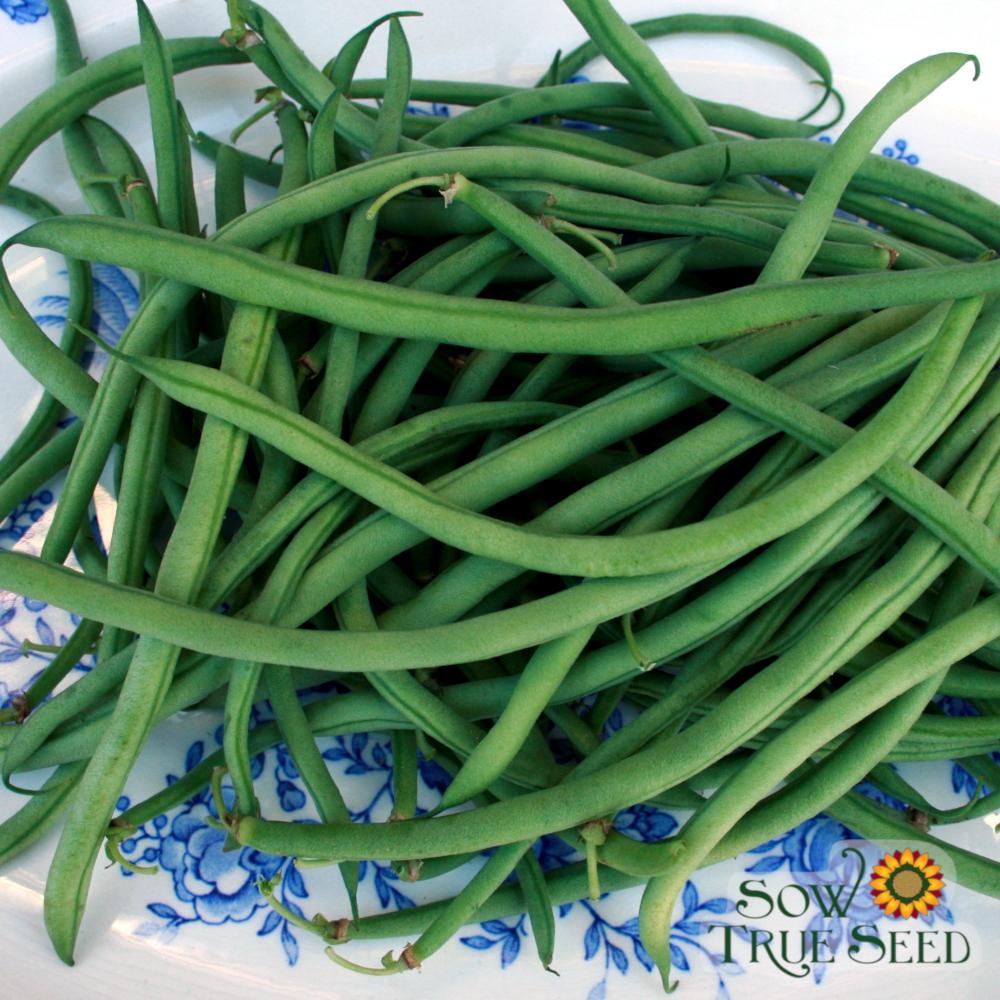 Bush Bean - Maxibel Haricot Vert, ORGANIC - Sow True Seed