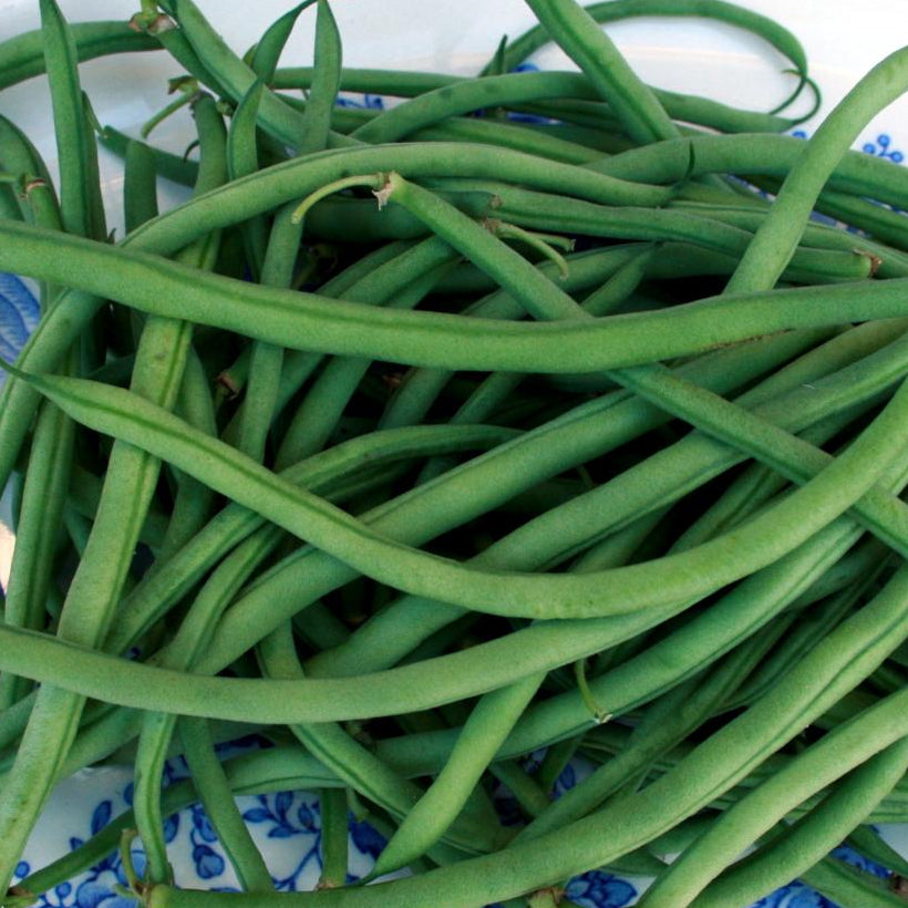 Bush Bean - Maxibel Haricot Vert, ORGANIC - Sow True Seed