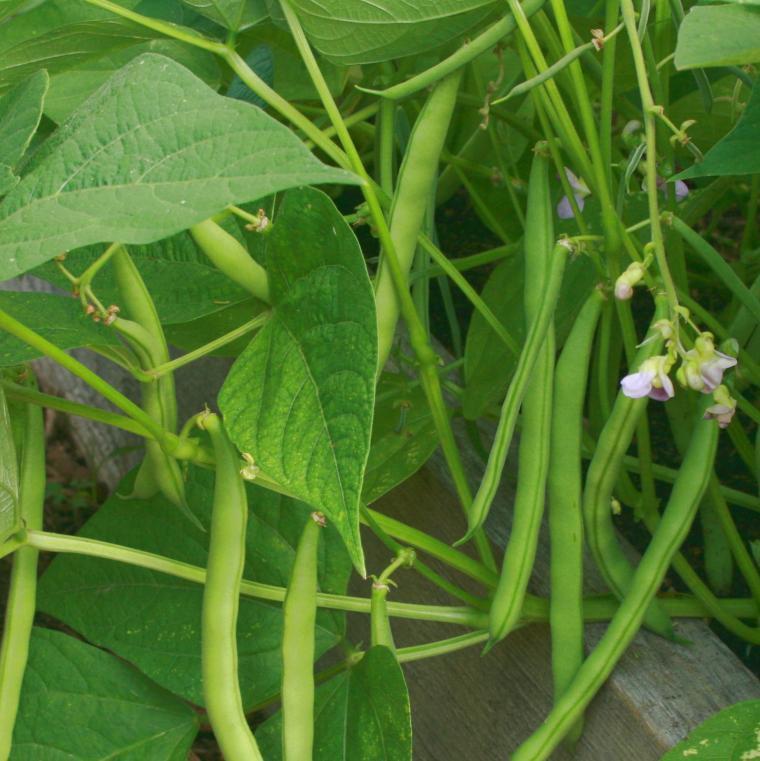 Bush Bean - Provider, ORGANIC - Sow True Seed