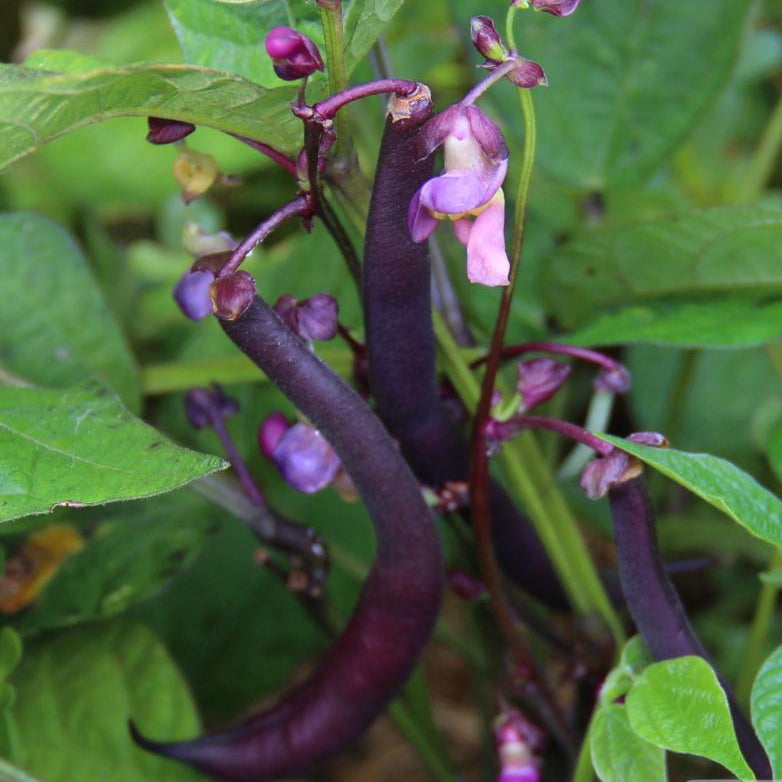 Bush Bean - Royal Burgundy - Sow True Seed