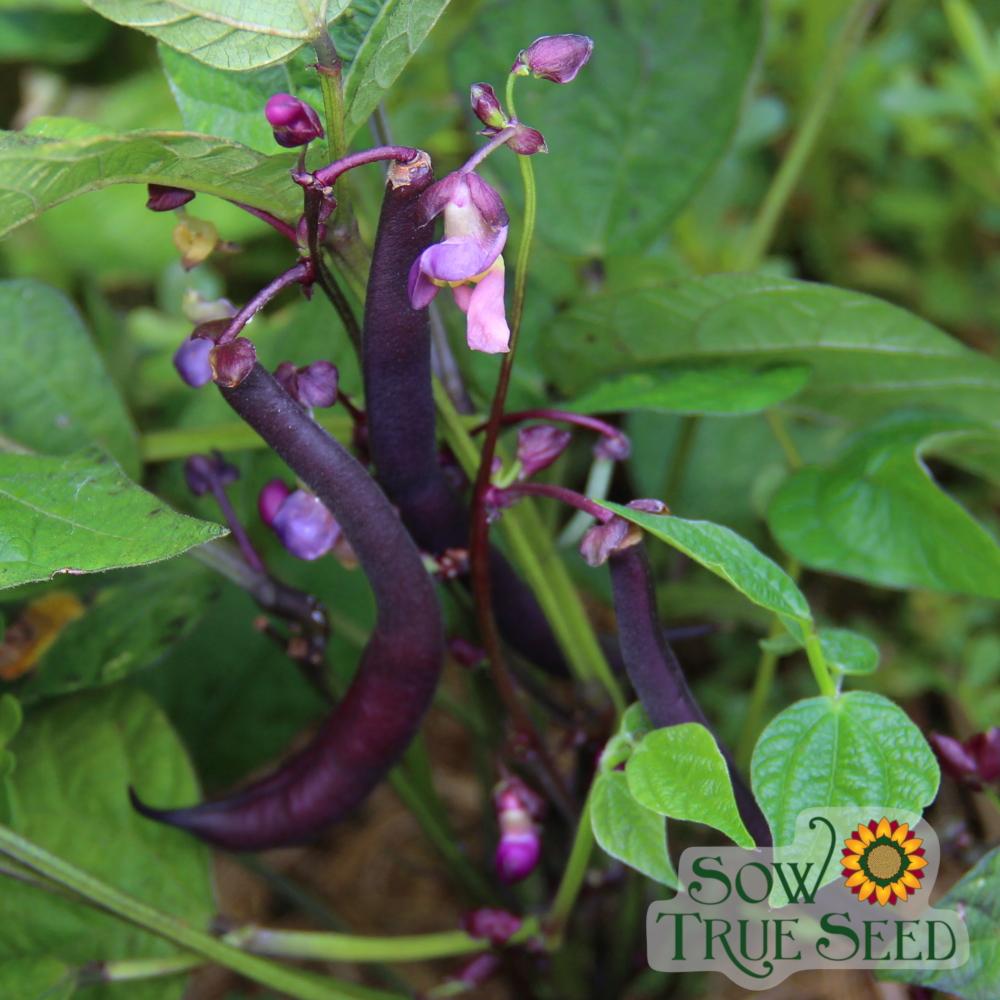 Bush Bean - Royal Burgundy - Sow True Seed