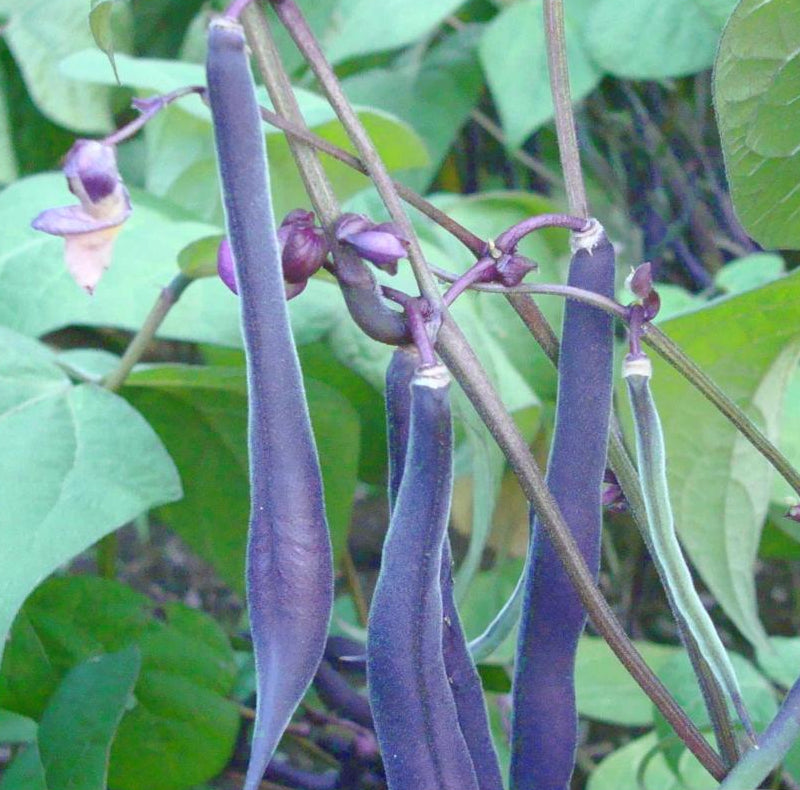 Bush Bean - Royal Burgundy - Sow True Seed