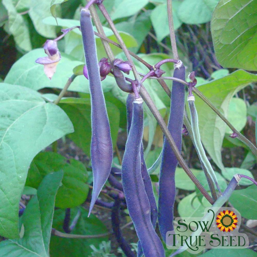 Bush Bean - Royal Burgundy - Sow True Seed