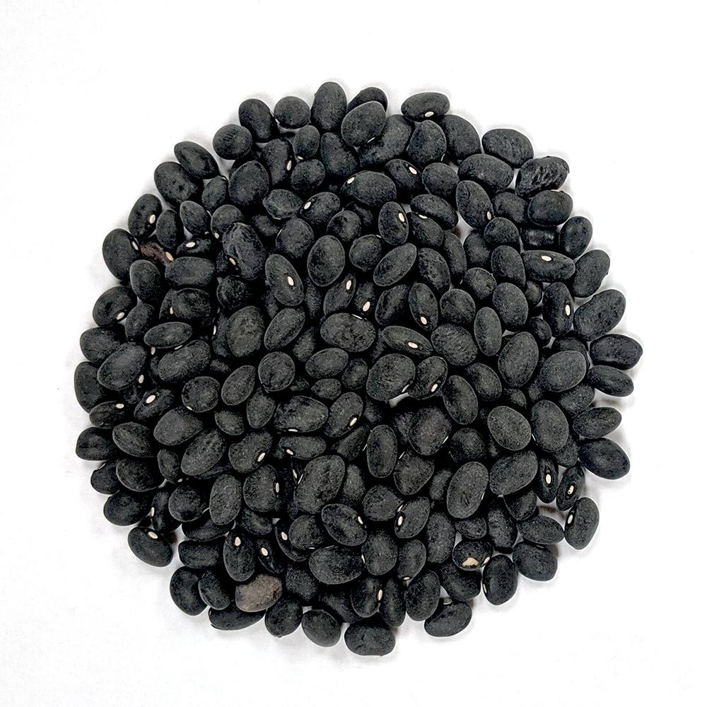 Drying Bean - Black Turtle - Sow True Seed