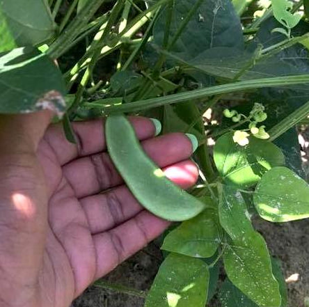 Lima Bean - Henderson Bush - Sow True Seed