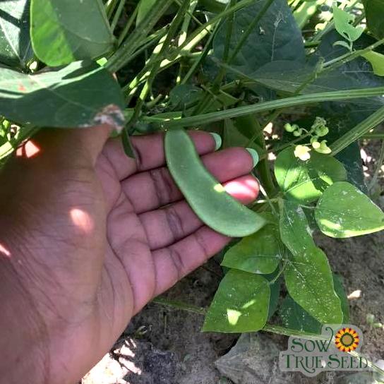 Lima Bean - Henderson Bush - Sow True Seed