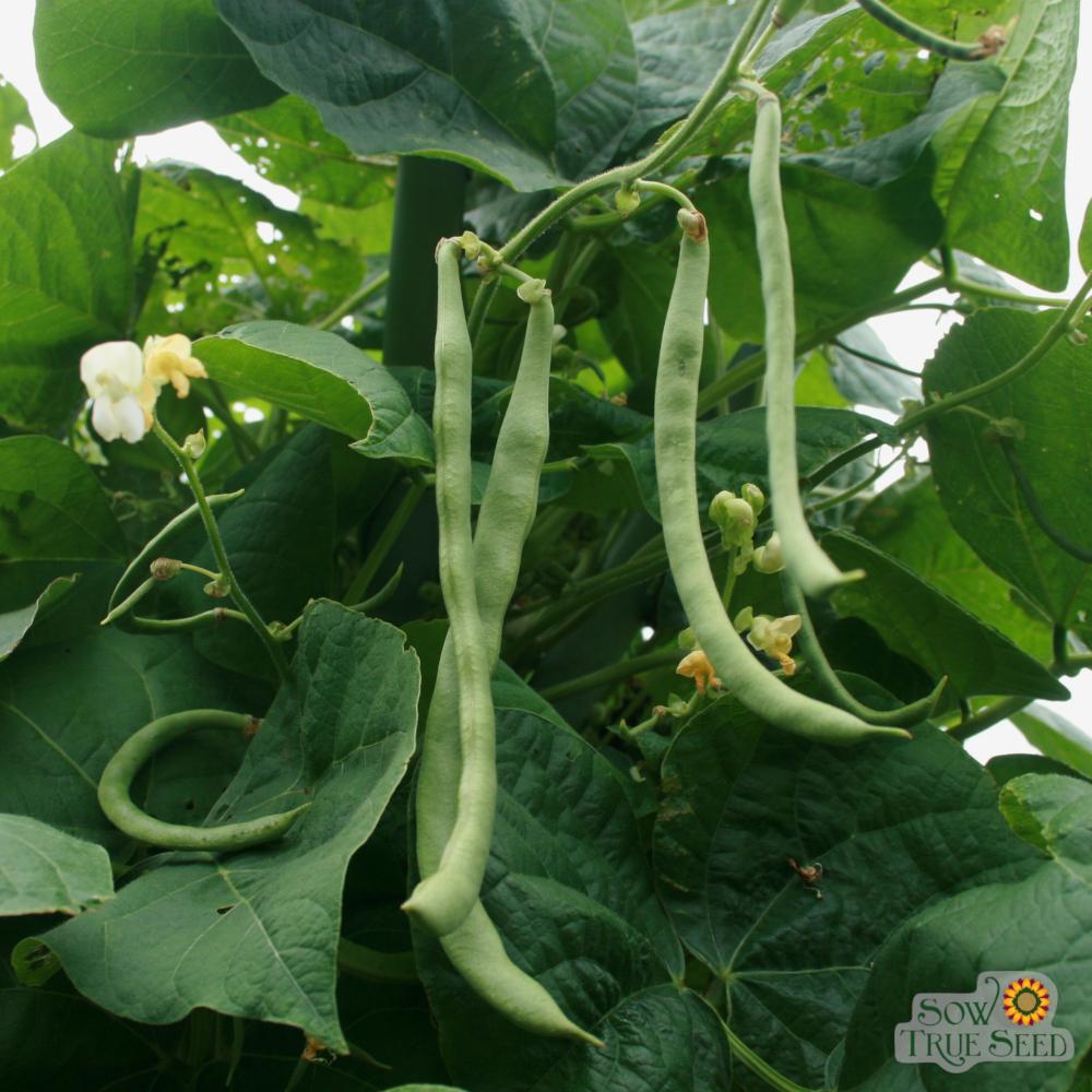 Pole Bean - Kentucky Wonder - Sow True Seed