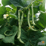 Pole Bean - Kentucky Wonder - Sow True Seed