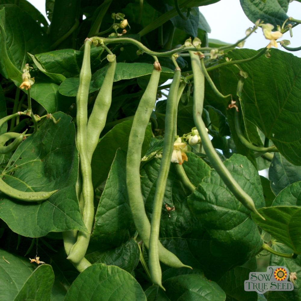 Pole Bean - Kentucky Wonder - Sow True Seed