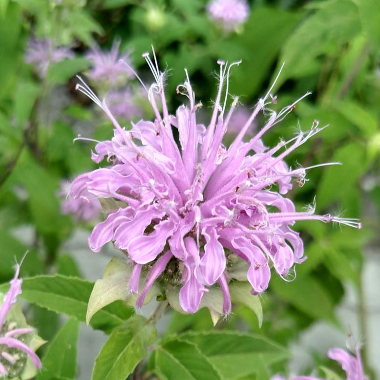 Bee Balm Seeds - Lemon Mint - Sow True Seed
