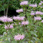 Bee Balm Seeds - Lemon Mint - Sow True Seed