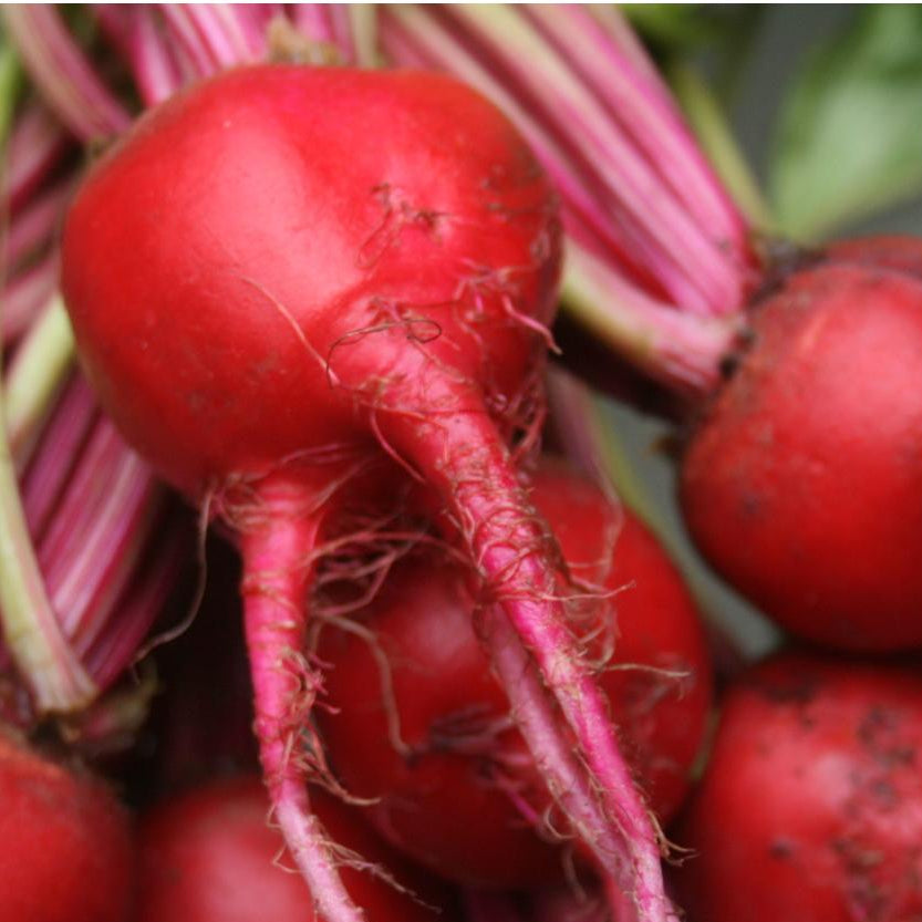 Beet Seeds - Chioggia, ORGANIC - Sow True Seed