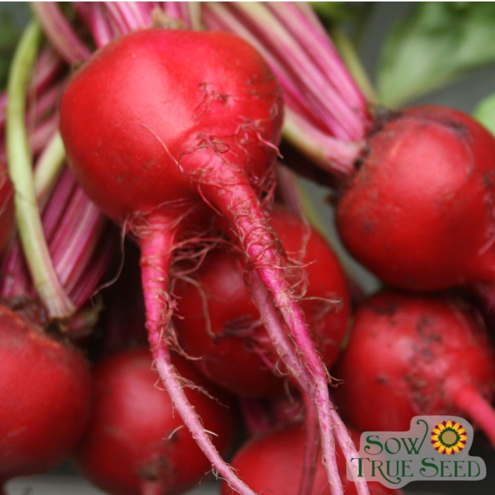Beet Seeds - Chioggia, ORGANIC - Sow True Seed