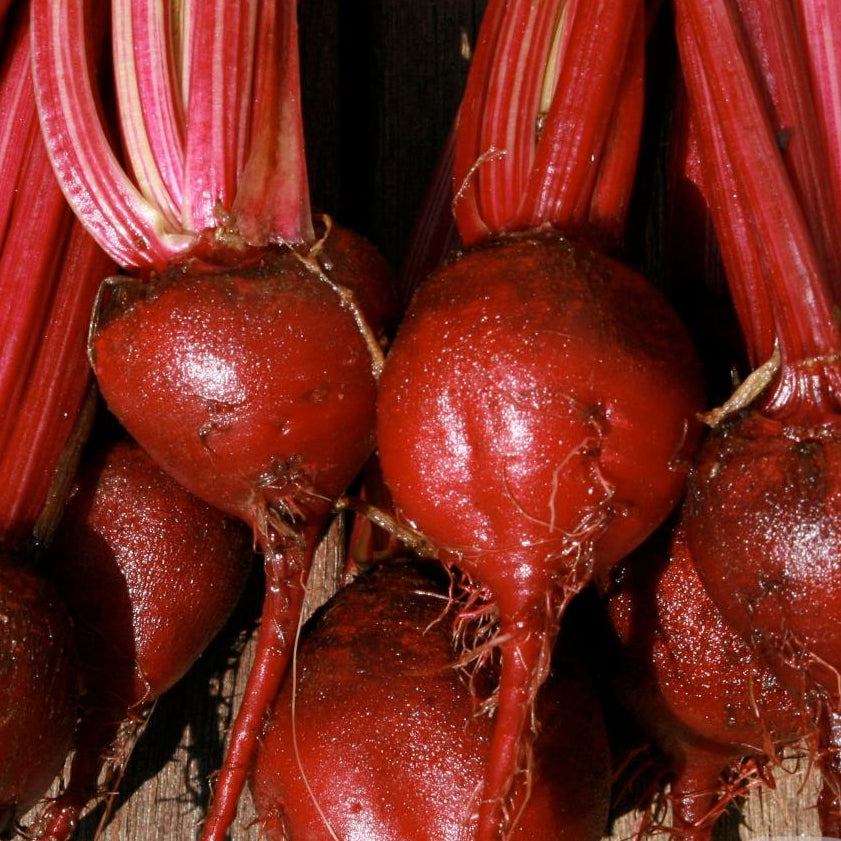 Beet Seeds - Detroit Dark Red, ORGANIC - Sow True Seed