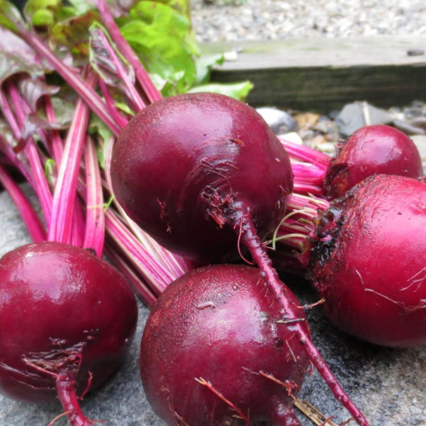 Beet Seeds - Early Wonder - Sow True Seed