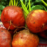 Beet Seeds - Golden Detroit - Sow True Seed