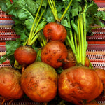 Beet Seeds - Golden Detroit - Sow True Seed