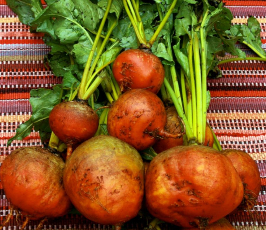Beet Seeds - Golden Detroit - Sow True Seed