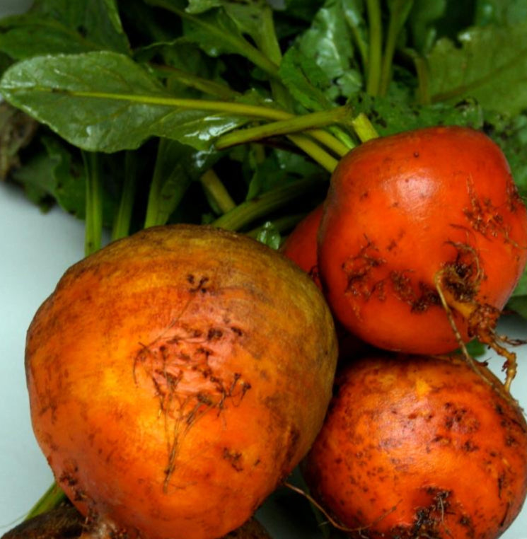 Beet Seeds - Golden Detroit - Sow True Seed
