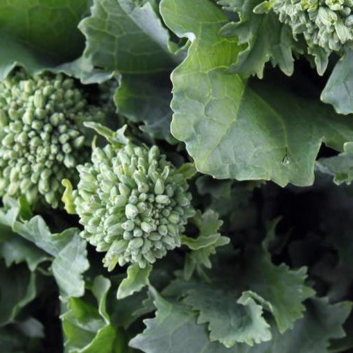 Broccoli Raab Seeds - Spring Rapini, ORGANIC - Sow True Seed