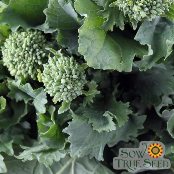 Broccoli Raab Seeds - Spring Rapini, ORGANIC - Sow True Seed