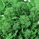 Broccoli Raab Seeds - Spring Rapini, ORGANIC - Sow True Seed